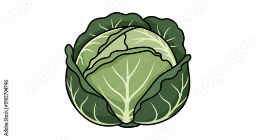 A fresh, green cabbage with layered leaves and defined veins