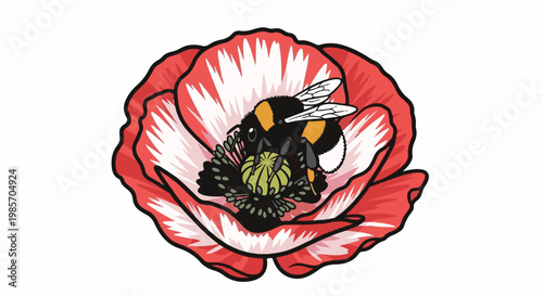 A fluffy bumblebee collects nectar from a vibrant red poppy flower