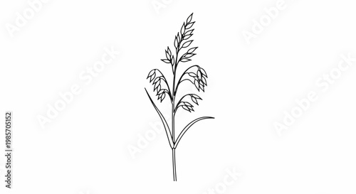 A line drawing of a single stalk of oats with leaves and grain