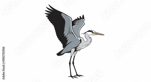A grey heron with wings spread in flight, long legs extended downwards