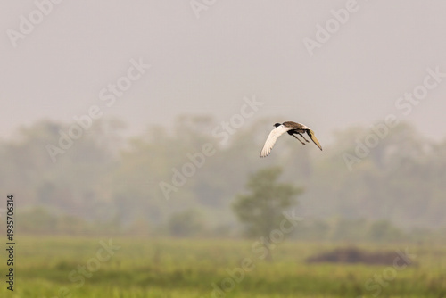 Bengal Florican (Houbaropsis bengalensis) in flight over the grasslands of Manas National Park, Assam—an endangered spirit rising briefly above its vanishing habitat.