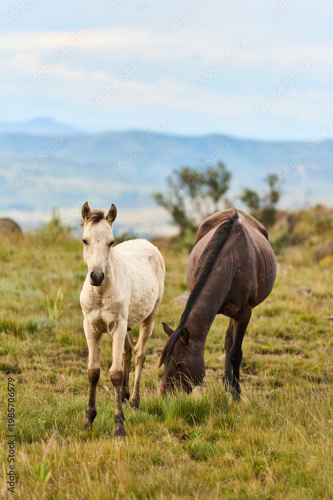 Obraz premium Two Horses Grazing On Mountain Grassland Drakensberg South Africa, Rolling Hills And Distant Ridges, Soft