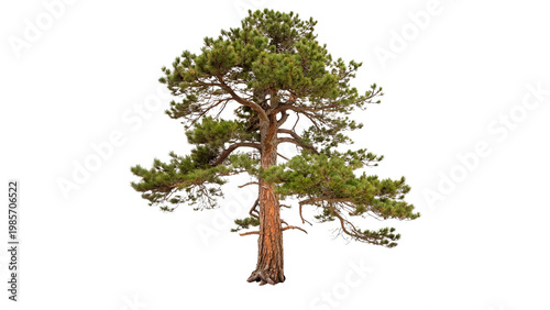 Photos Pinus ponderosa tree with green needles isolated on transparent background cut o