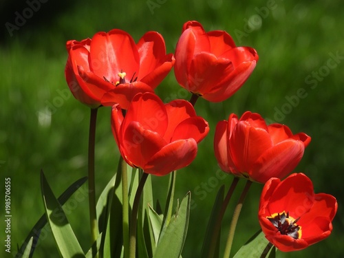 Rote Tulpen kontrastieren harmonisch mit dem Grün eines Gartens