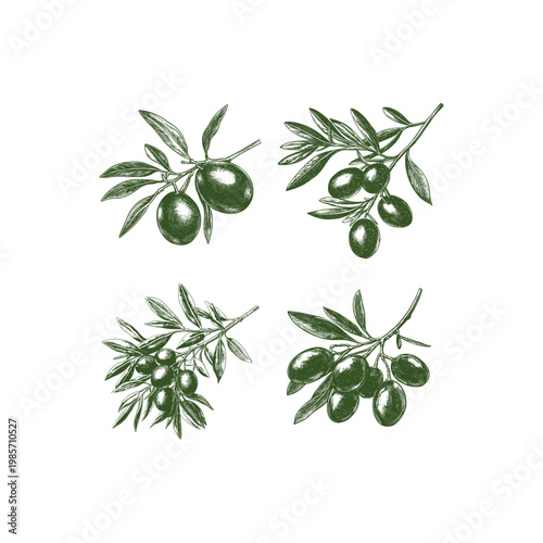 Hand drawn vintage olive branches with leaves and ripe fruits set isolated on white background.