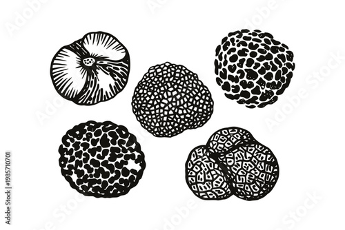Collection of truffles showcasing intricate patterns detailed sketch.