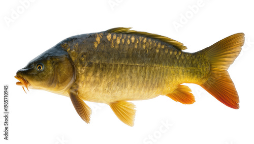 фотографія Common carp fish with golden scales and orange fins, isolated on transparent bac