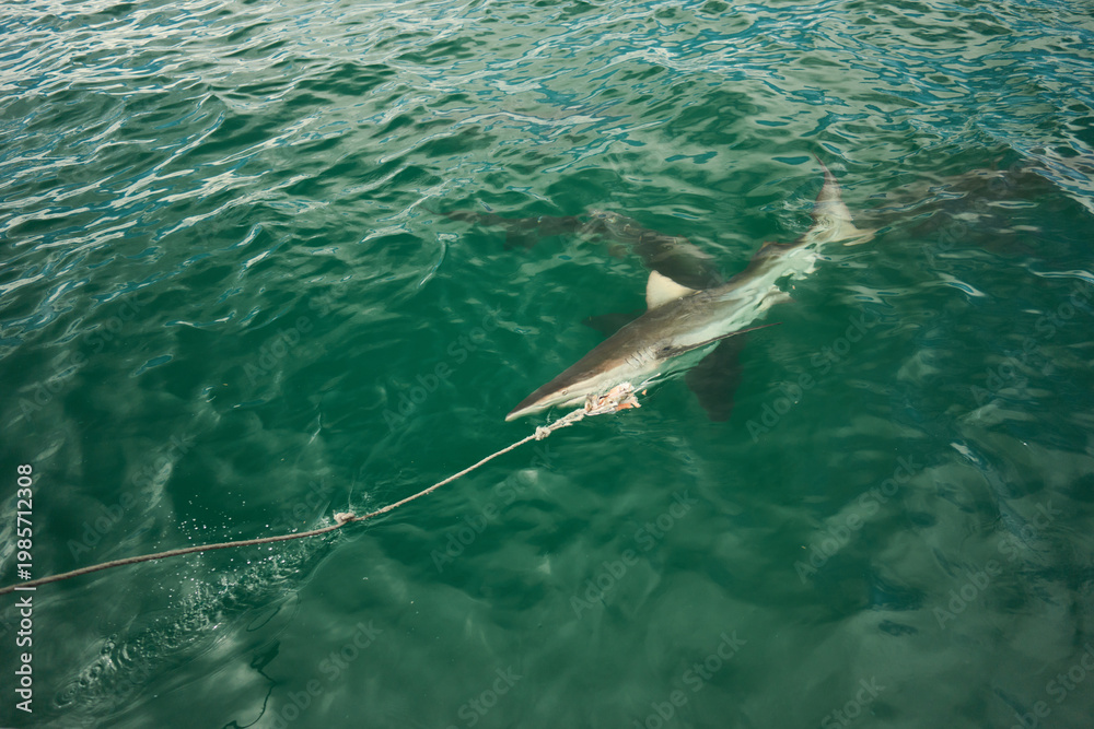 Fototapeta premium Shark Tethered By Rope Under Turquoise Water Off South Africa Coast During Tagging Survey, Dorsal Fin Visible,
