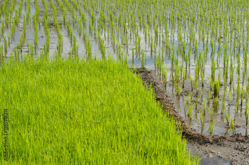 Lush Paddy Field with Young Rice Plants Agriculture Scene