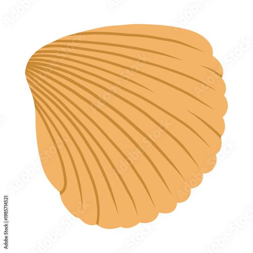 Sea shell isolated on white background vector.