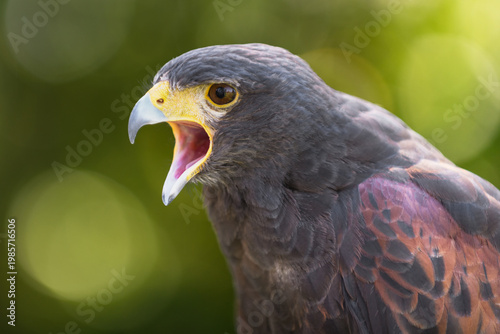 Hawk (Parabuteo unicinctus) Faces Left and Cries Out
