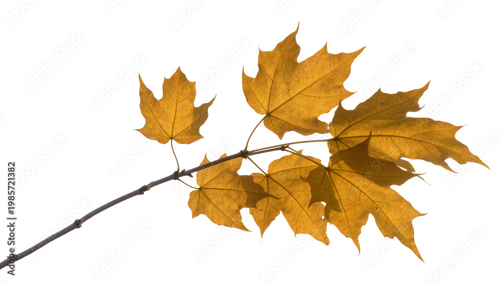 Fototapeta premium Autumn maple branch with golden leaves, isolated on transparent background