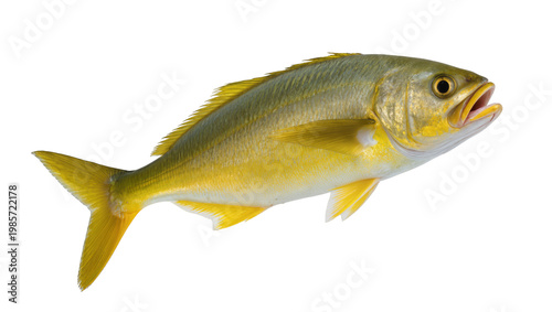 Tableau sur toile Yellowtail snapper fish with open mouth, isolated on transparent background