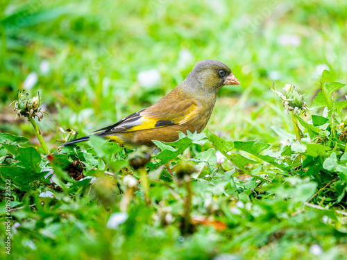地面を歩くカワラヒワ