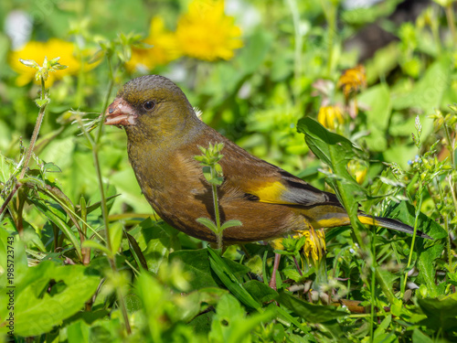 地面を歩くカワラヒワ