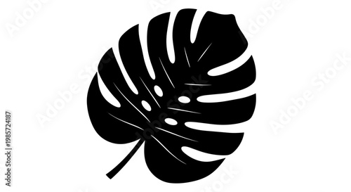 Monstera leaf silhouette closeup.