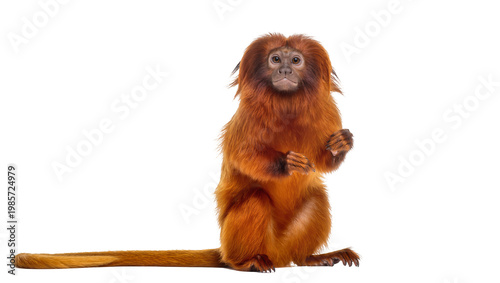 Obraz na płótnie Golden lion tamarin monkey with long tail, isolated on transparent background