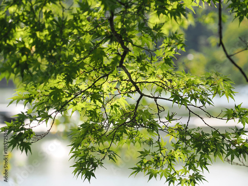 美しい緑のヤマモミジの枝と葉