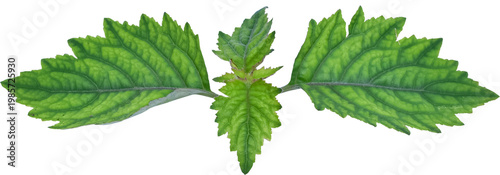 Patchouli leaves (Pogostemon cablin) on a transparent background. Patchouli leaves are the basic ingredient for making essential oils. PNG