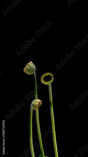 Gerbera Flower Blooming Time Lapse on Black Background Growth and Opening Petals