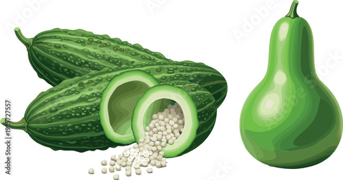 Fresh bitter melon with seeds spilling and green bottle gourd vector illustration organic healthy vegetable food ingredient set