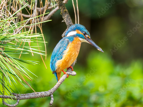 枝にとまるカワセミ