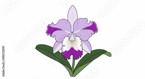 A vibrant purple and lavender orchid with ruffled petals, set against white
