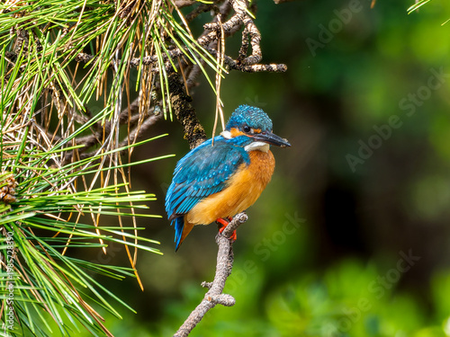 枝にとまるカワセミ