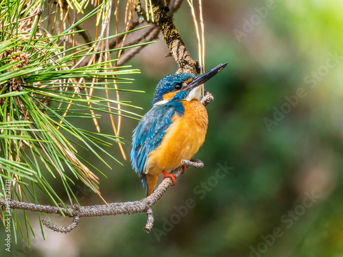 枝にとまるカワセミ