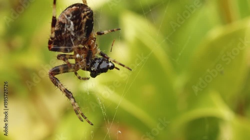 False Widow Spider Eating A Fly In Macro Close Up Stock Footage
