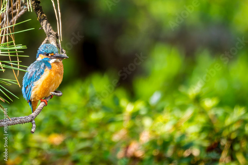 枝にとまるカワセミ