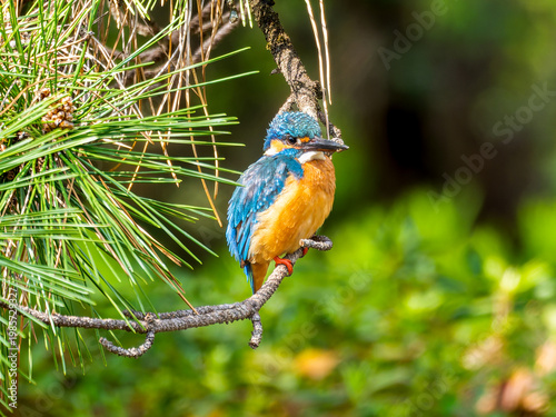 枝にとまるカワセミ