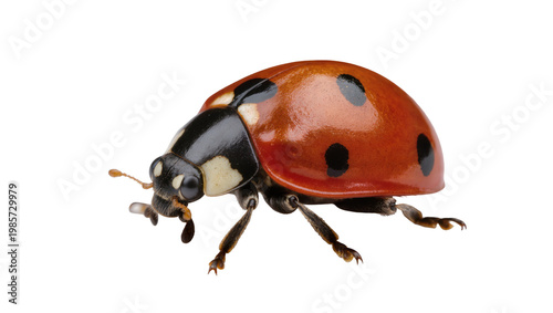 Obraz na plátně Red ladybug with black spots, isolated on transparent background