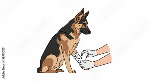 German Shepherd receiving a bandage on its paw by gentle hands
