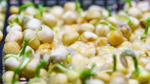 Pea Germination Hyperlapse Macro, Seed Sprouting and Plant Growth Process Close Up