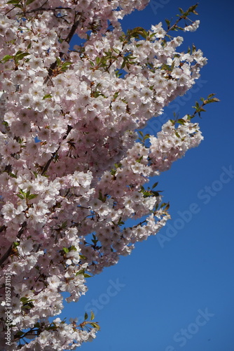 pink cherry blossom in the city	