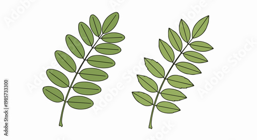 Two symmetrical sprigs with oval green leaves