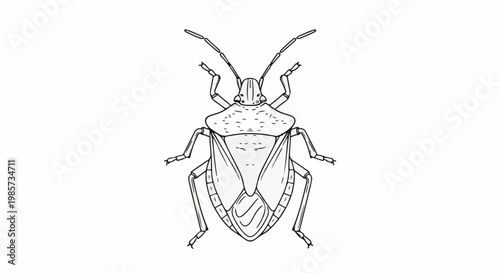 A black and white outline illustration of a stink bug on a white background