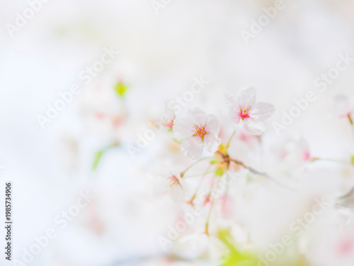 明るい陽射しに照らされた桜の花。真っ白な花びらとふんわりボケた様子。春のイメージ。心象風景。