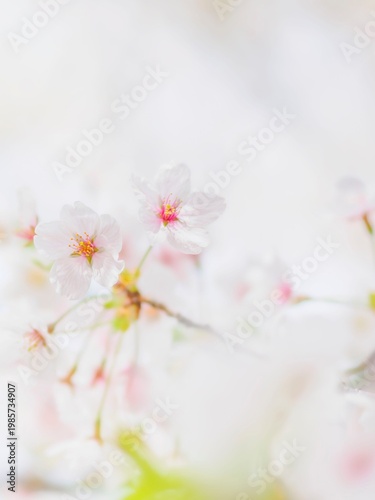 明るい陽射しに照らされた桜の花。真っ白な花びらとふんわりボケた様子。春のイメージ。心象風景。縦構図