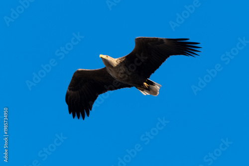 Pygargue à queue blanche,