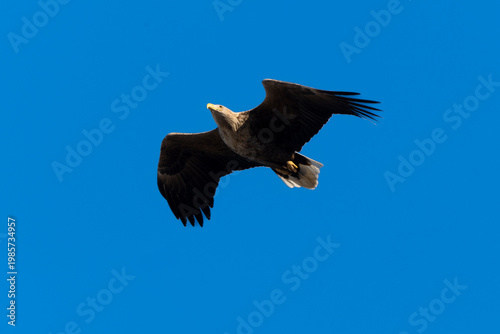 Pygargue à queue blanche,