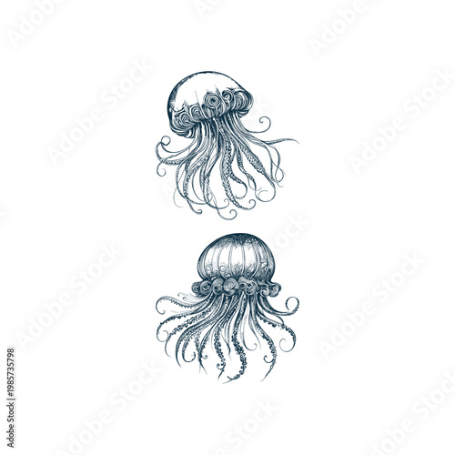 Hand drawn set of vintage jellyfish illustrations in detailed engraving style, isolated on white background.