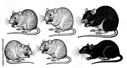 A set of six black and white illustrations of rats in different poses and shading styles on a white background