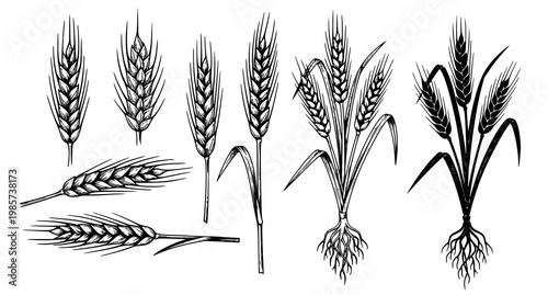 Tableau sur toile A black and white vector illustration of various wheat stalks and ears on a whit