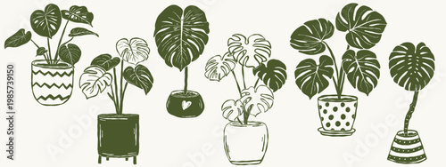 Monstera plants collection in decorative pots tropical houseplant set line style