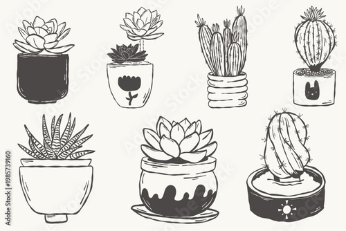 Succulent and cactus plants set in pots hand drawn botanical collection line style