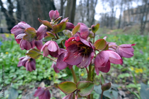 A reddish hellebore flower in early spring