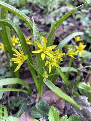 The flowers of goose yellow onions in early spring