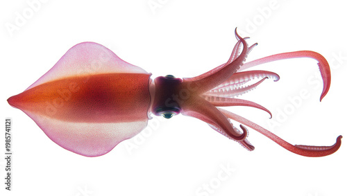 Bild auf Leinwand Translucent pink and orange squid with tentacles, isolated on transparent backgr